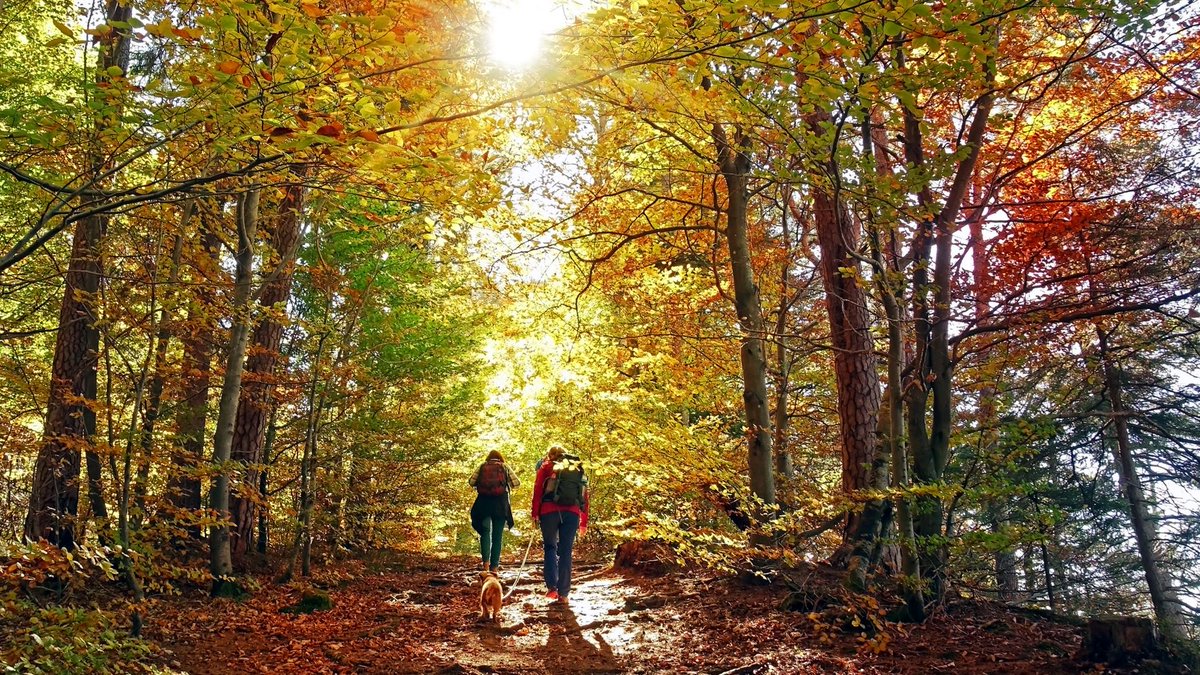 CDC_NCEZID's tweet photo. Summer may be ending, but ticks like fall weather and leaf peeping too! Protect yourself before heading outside. #GetTipsStopTicks
https://t.co/egsLjt7C1r https://t.co/ksynMNo9AA
