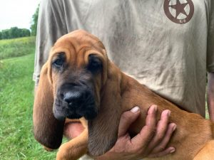 MtLebanonPA's tweet image. ICYMI: The Mt. Lebanon Police Department has the most pawfect new officer! 

Bear is a 14-month-old scent-discriminant bloodhound. He joined the force in August. Here's his puppy picture for your viewing pleasure. 

Read all about him ⬇⬇
lebomag.com/welcome-bear-m…