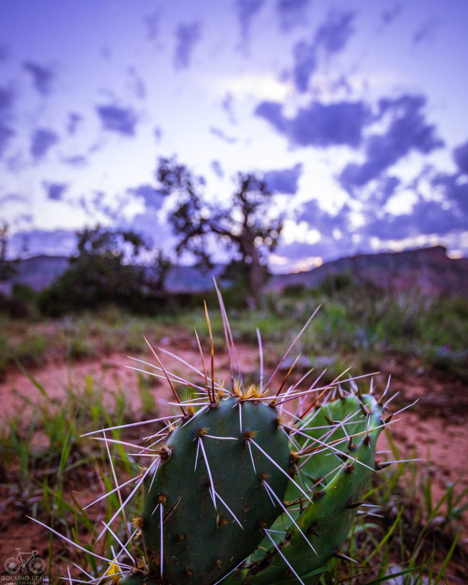 Rolling_Lens's tweet photo. What your ankles!!!! 

#canoneosr #palodurocanyon #cactus #sunrise #firstlight https://t.co/0vaYMM06jl