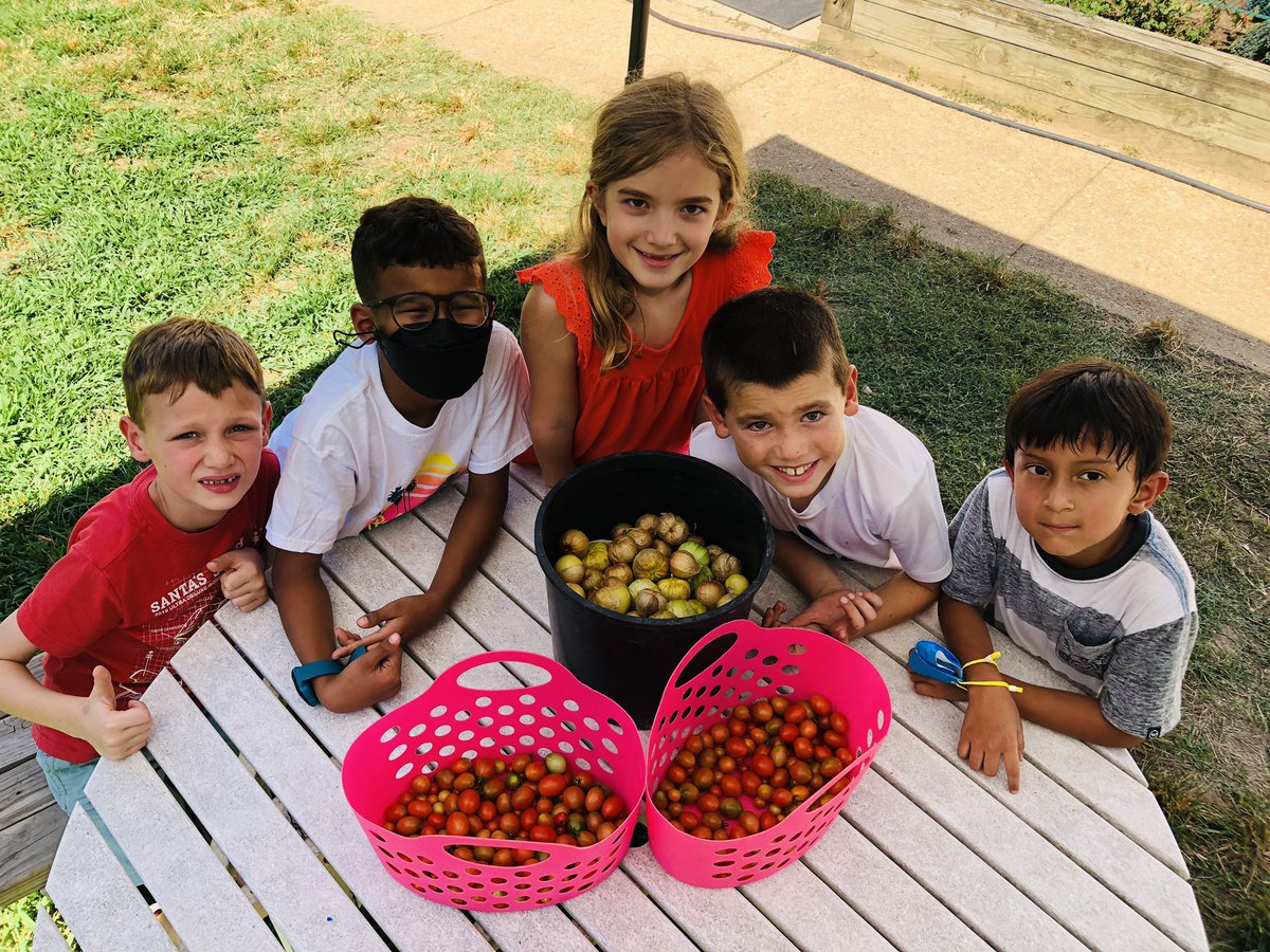 TESschoolyard's tweet photo. 🐢2nd grade Sliders picked 18lbs of tomatillos/tomatoes from our garden to donate to local food pantries! We grow in so many ways in the garden! Thanks FOUA &amp; AFAC! #community #giveback #plotagainsthunger #TuckahoeRocks @2ndgradesliders @TuckahoeSchool @ArlingtonFOUA @AFACfeeds https://t.co/kgjHfp98Zw