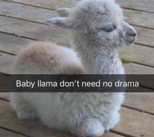 Cute Animal Pictures tweet media