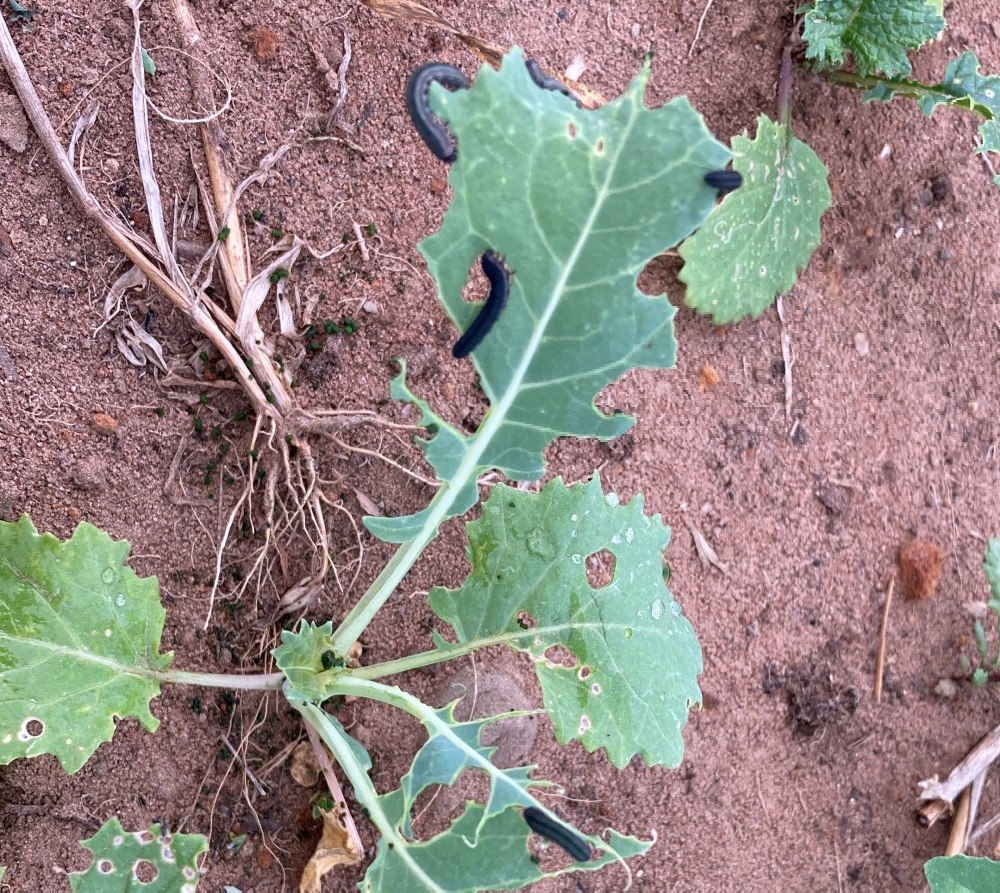 DKB Crop Protection tweet media