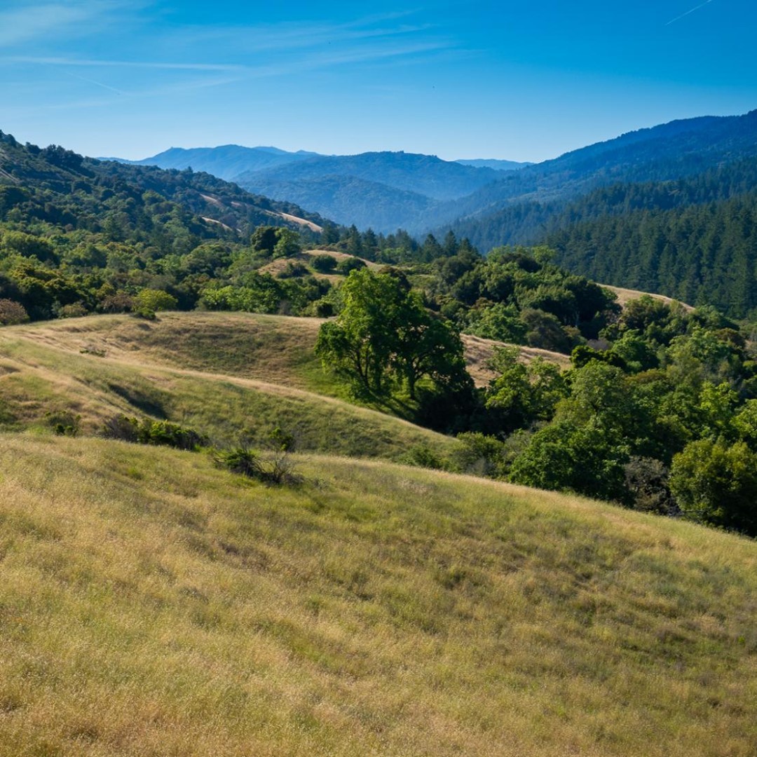 MidpenOpenSpace's tweet photo. At Midpen, #CABiodiversityWeek hits home because the Santa Cruz Mountains sit at the center of a large hotspot for biodiversity. The area is so biologically rich because the region’s variable geology and climate create a mosaic of habitats that support many different species. https://t.co/zaGA1GDs1d