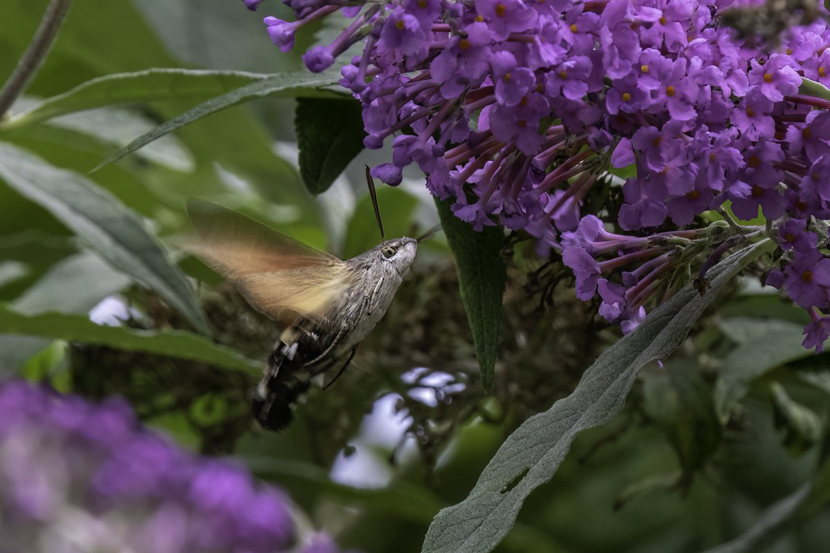 i_ijoseph's tweet photo. Frustrating glimpse of Brown Hairstreak in back garden which wouldn't settle. Next door's Buddleia provided a distraction from a visiting Hummingbird Hawk-moth. Many thanks @kurtiemum!
@BC_WestMids https://t.co/4VLhjMYISP