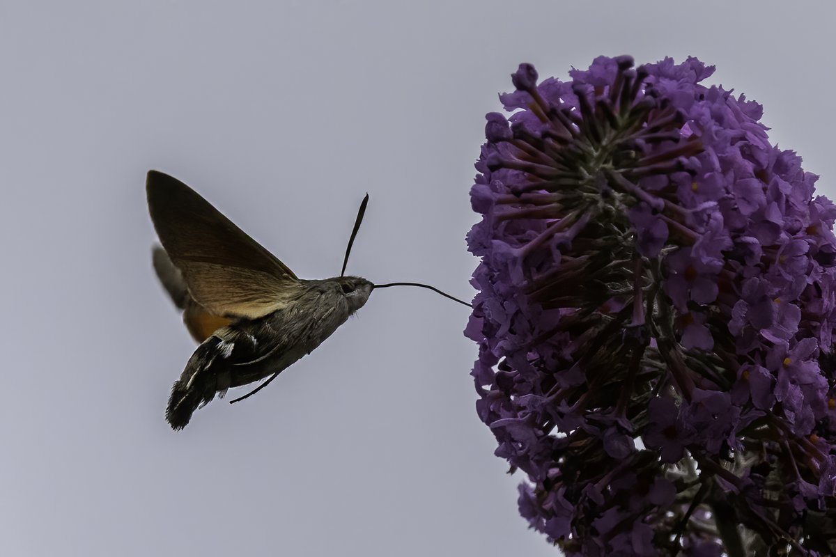 i_ijoseph's tweet photo. Frustrating glimpse of Brown Hairstreak in back garden which wouldn't settle. Next door's Buddleia provided a distraction from a visiting Hummingbird Hawk-moth. Many thanks @kurtiemum!
@BC_WestMids https://t.co/4VLhjMYISP