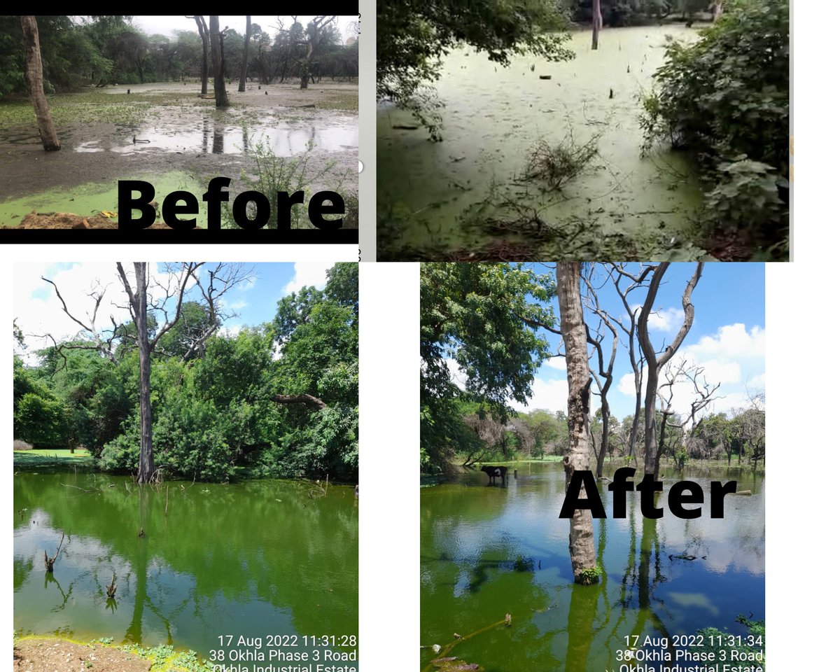 FluentialWin's tweet photo. Our Sixth #project on #ecologicalrestoration of #Maanandmayee jheel ,delhi with @Gvriksh
See the Change in #Water in only one month of dosing of #ayurvedicsolution #rejuvenation
#CSR initiative of @DelhiIocl @PetroleumMin @Bohrashyam2
@official_dda @iocl_rajesh @KalraRachna https://t.co/mBj8ttfRtF