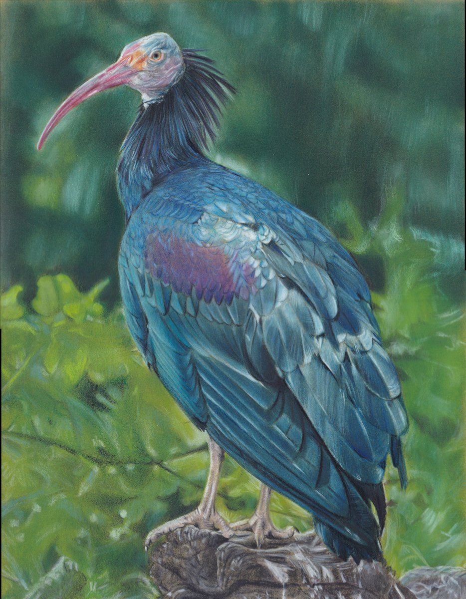 Northern bald ibis, coloured pencils and some pan pastel. Downlisted from critically endangered to endangered, thanks to birds in captivity used for reintroduction programs.

#geronticuseremita #northernbaldibis #waldrapp