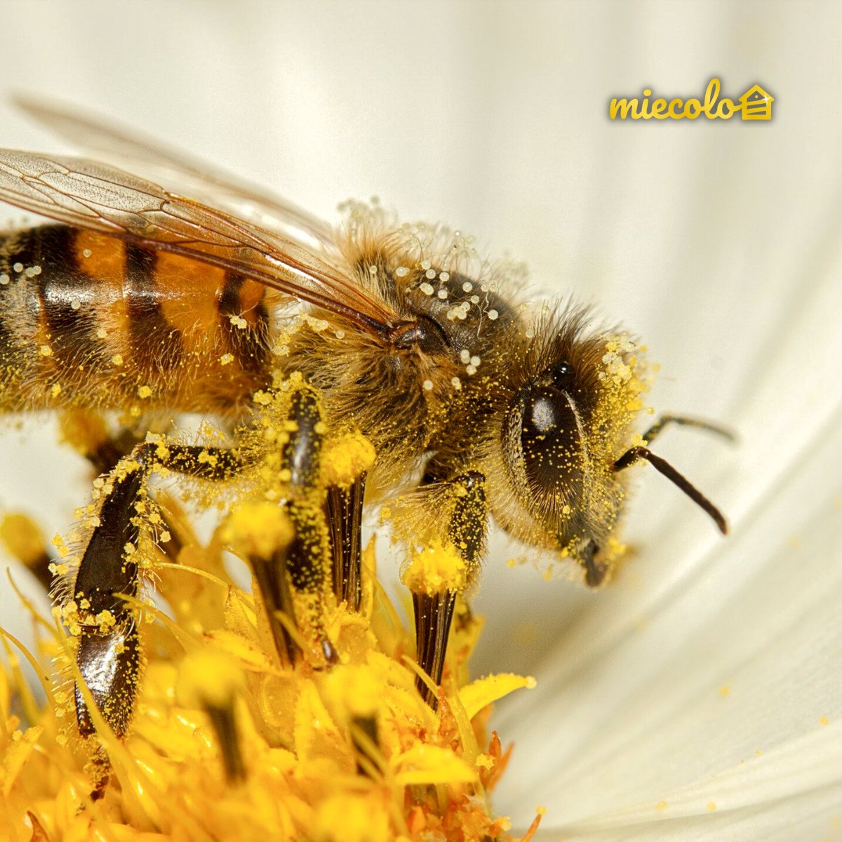 La gourmandise ou le besoin constant de travailler ? 🐝

Les #abeilles repèrent les sources de nourriture jusqu'à une distance de 800 mètres !

Leur odorat et leur vue aide beaucoup dans leurs explorations 🔎

#Miecolo #Funfact