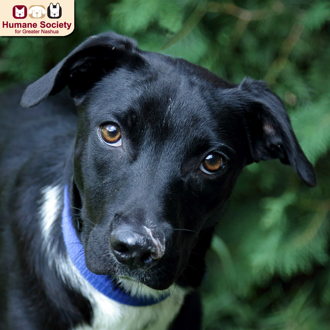 TheHSFN's tweet photo. It's a great day to meet a new friend, don't you think? The lovable pets here at the shelter are great candidates, if we say so ourselves (and we do). 😁 Visit us today!
https://t.co/q3nQ4PggIW 🐱🐶🐹
#adoptdontshop #nhdogs #nhrescues #nhcats #adoptmeplease https://t.co/RaXLc7NAiC