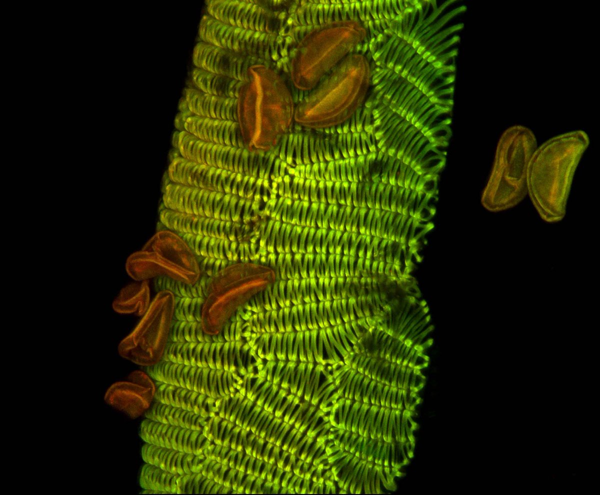 NikonSmallWorld's tweet image. Spiderwort flowers are transient. The flowers only bloom in the morning, then wilt into a jelly-like substance.

bit.ly/3TxAe6p 

Photo Cred: Dr. Shirley Owens