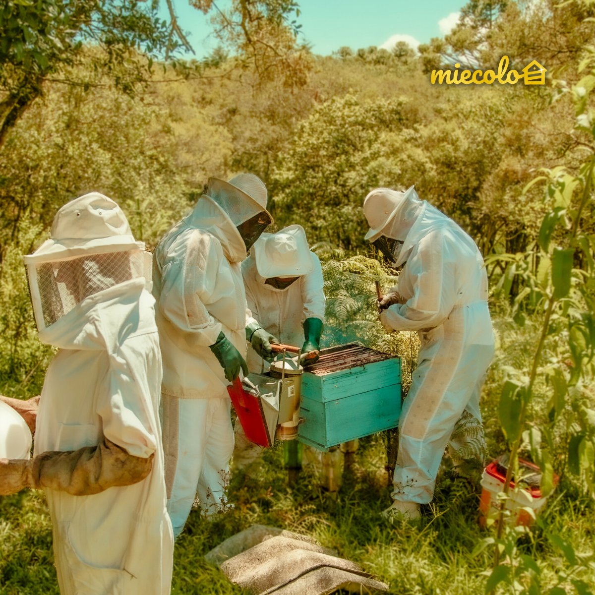 L'organisation est le maître mot en #apiculture 🐝

Nous vous avons trouvés des outils d'aide gratuits pour bien préparer la prochaine saison #apicole 🔑

Pour approfondir vos connaissances cliquez-ici 👇
 creerentreprise.fr/devenir-apicul…