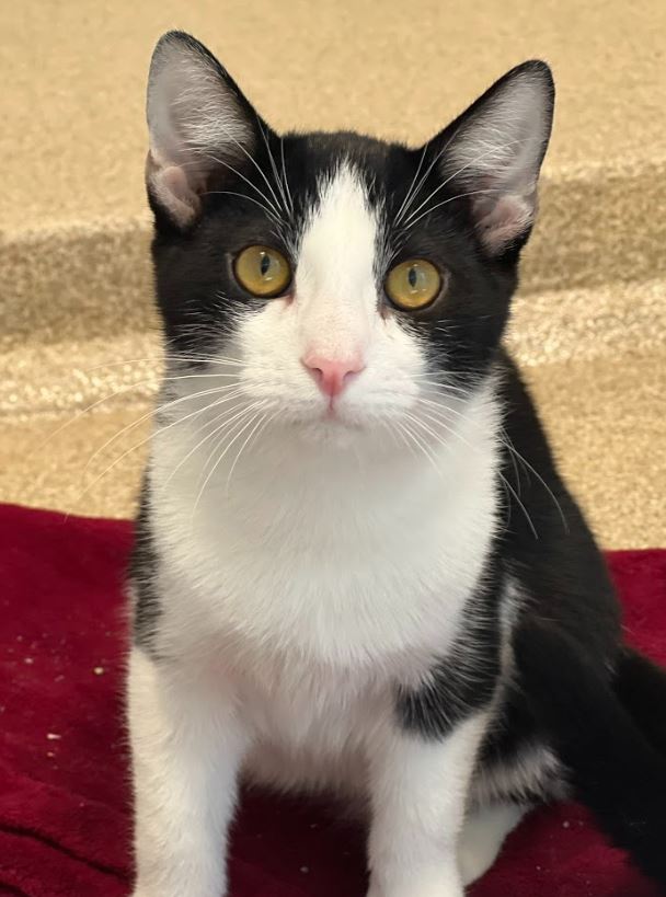 DavidCifarelli's tweet photo. A "purr-fect" opportunity for cat-lovers 🐱 @MspcaAngell and @NEAnimalShelter welcomed more cats from devastating flooding in Kentucky to Massachusetts. Click the link below for more! (📸: @MspcaAngell) #DailyVoice #MSPCA #NEAS https://t.co/p80no7pghI https://t.co/2pNvuf7KMT