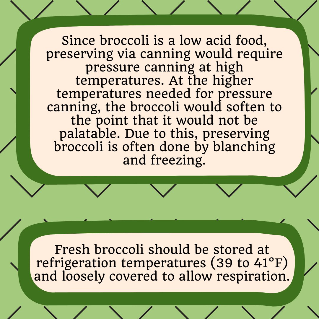 ps_sci's tweet photo. Have you ever wondered why you are more likely to see frozen broccoli instead of canned broccoli? Check out this week’s #SeasonalSpotlight to learn one of the reasons why!  
#makeCONTACT #producesafety #agriculture #nifaimpacts #foodscience #beyondthelab #foodsafety #science https://t.co/8Y8fxcll7v