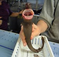 MooseTeach's tweet photo. I loved hearing the higher level questions kids generated about the cookie cutter shark today! My favorite: “Why would someone hold that thing?!” 😂 Explore and post your wonders here: https://t.co/Hg1OhYw8ir @dist105 @LaGrangeD105AAD https://t.co/Ea0vD2JJMV