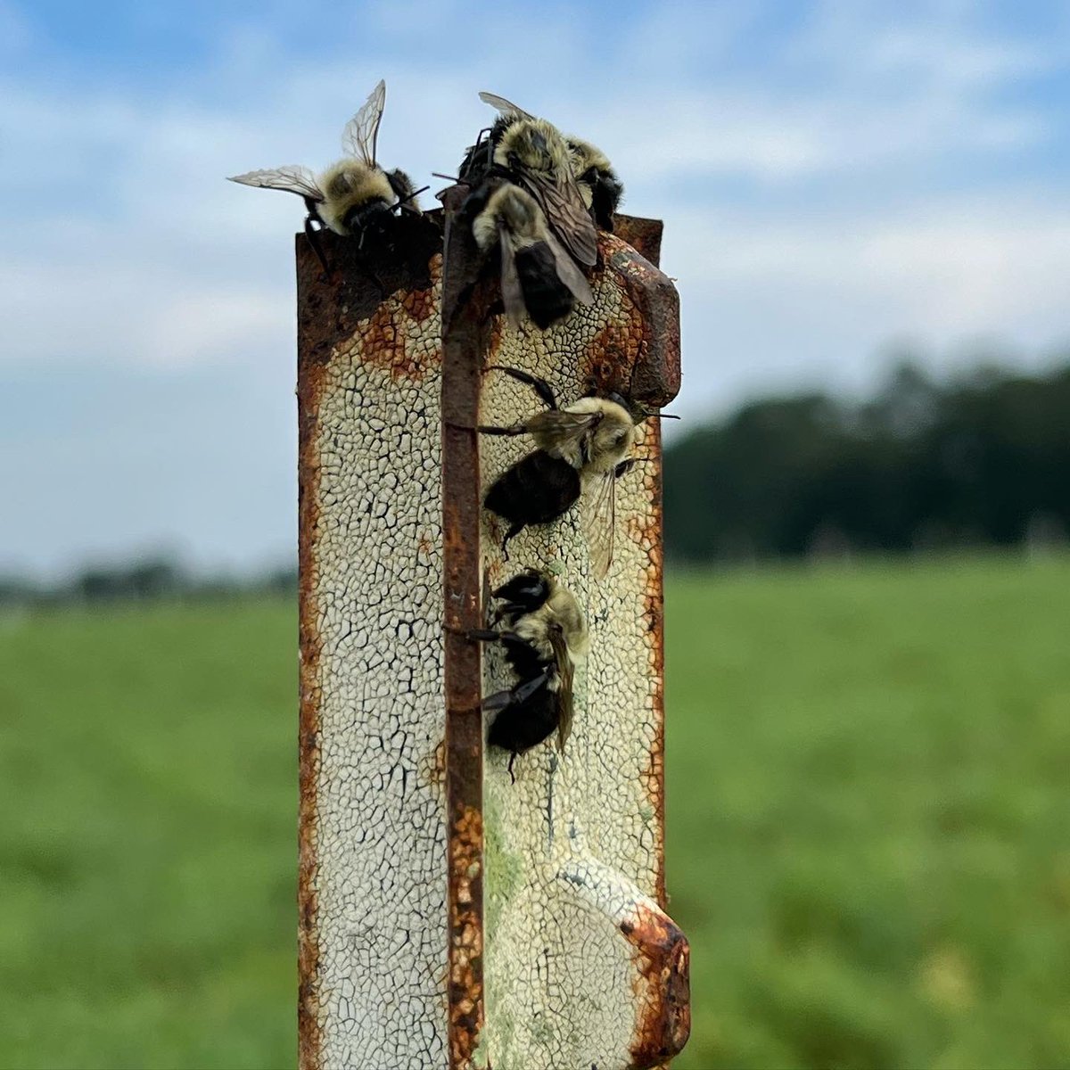 DrJJTuga's tweet photo. Even the Bees are all a buzz today!! Lots of things happening at the #BetterGrazingProgram - Grazing initiation tomorrow!!
#UGABeef #AlfalfaBermudagrass #PollinatorParadise #USDA_NIFA https://t.co/8twfUS0ZUv