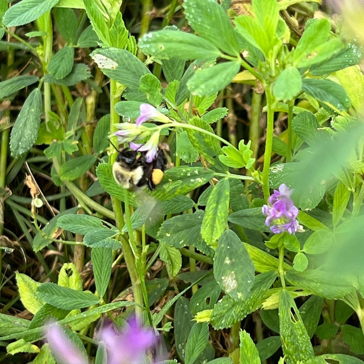 DrJJTuga's tweet photo. Even the Bees are all a buzz today!! Lots of things happening at the #BetterGrazingProgram - Grazing initiation tomorrow!!
#UGABeef #AlfalfaBermudagrass #PollinatorParadise #USDA_NIFA https://t.co/8twfUS0ZUv