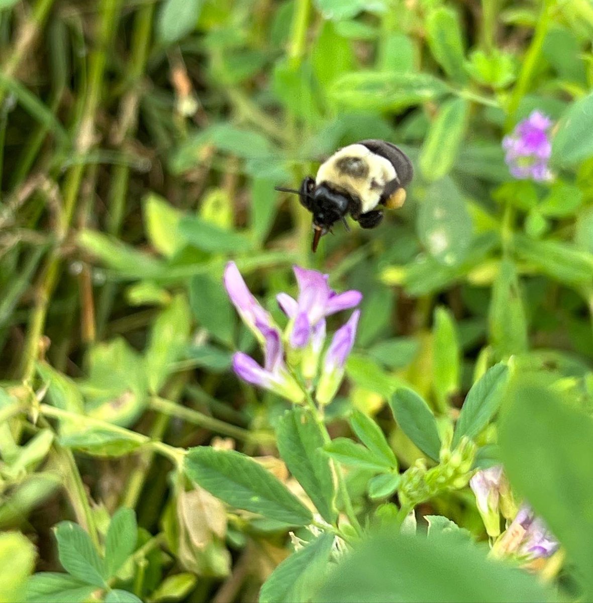 DrJJTuga's tweet photo. Even the Bees are all a buzz today!! Lots of things happening at the #BetterGrazingProgram - Grazing initiation tomorrow!!
#UGABeef #AlfalfaBermudagrass #PollinatorParadise #USDA_NIFA https://t.co/8twfUS0ZUv