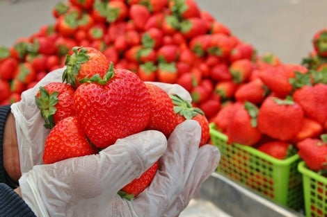#النفسية_محتاجة
فاكهة الفراولة🍓🍓🍓🍓