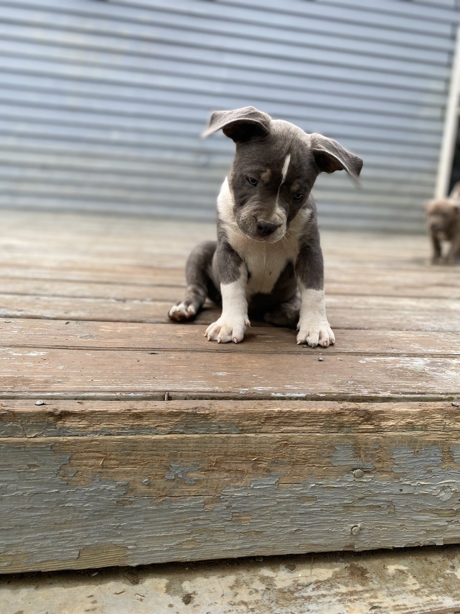 THE BULLY KONNECT LLC (@ohiotbk) on Twitter photo 