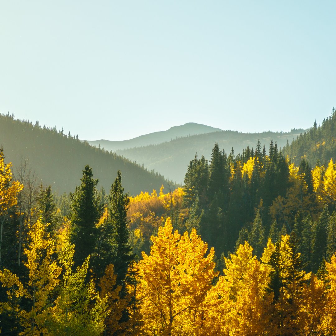 CollectiveWS's tweet image. Wow! Fall equinox is exactly 16 days away. Did you know you can put tree leaves in your green cart?

#autumn #greenbin #greencart #albertabusiness