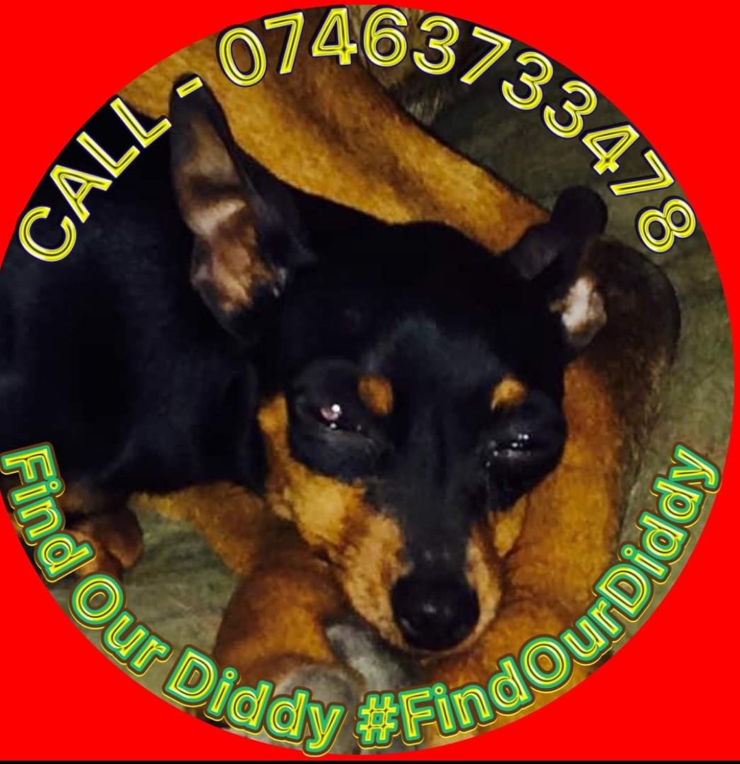 bs2510's tweet photo. DIDDY #STOLEN #FindOurDiddy
Female #Pinscher Miniature Adult Black & Tan
#Missing 31 Aug 2018 #HareHatch South East RG10 STOLEN from Home #Reward for Safe Return
https://t.co/GO1NBn4o1n
https://t.co/VRbZYMPFuV https://t.co/r999JOWOw7