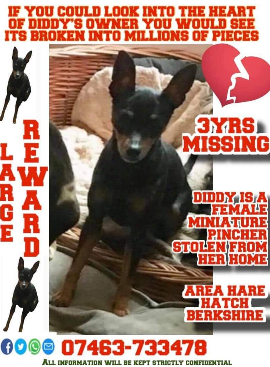 bs2510's tweet photo. DIDDY #STOLEN #FindOurDiddy
Female #Pinscher Miniature Adult Black & Tan
#Missing 31 Aug 2018 #HareHatch South East RG10 STOLEN from Home #Reward for Safe Return
https://t.co/GO1NBn4o1n
https://t.co/VRbZYMPFuV https://t.co/eVh4iYeTK5