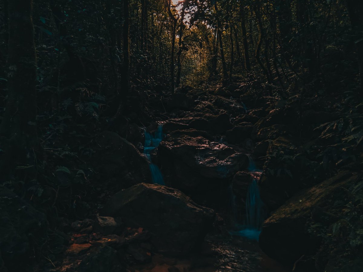 afugong's tweet photo. #forest #jungle #india #photography https://t.co/VQC3emyMju