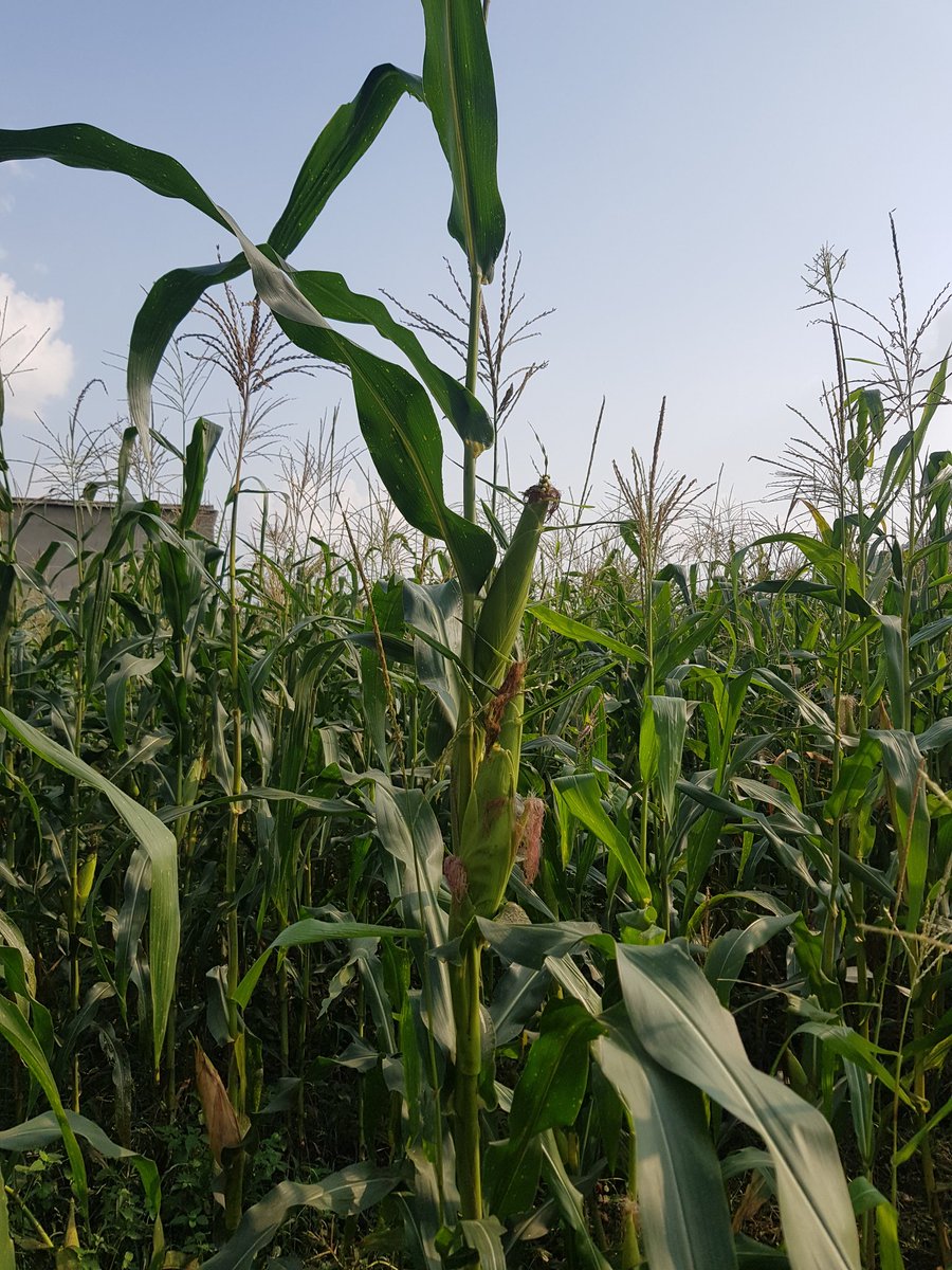 Natural beauty supports your inherent beauty.