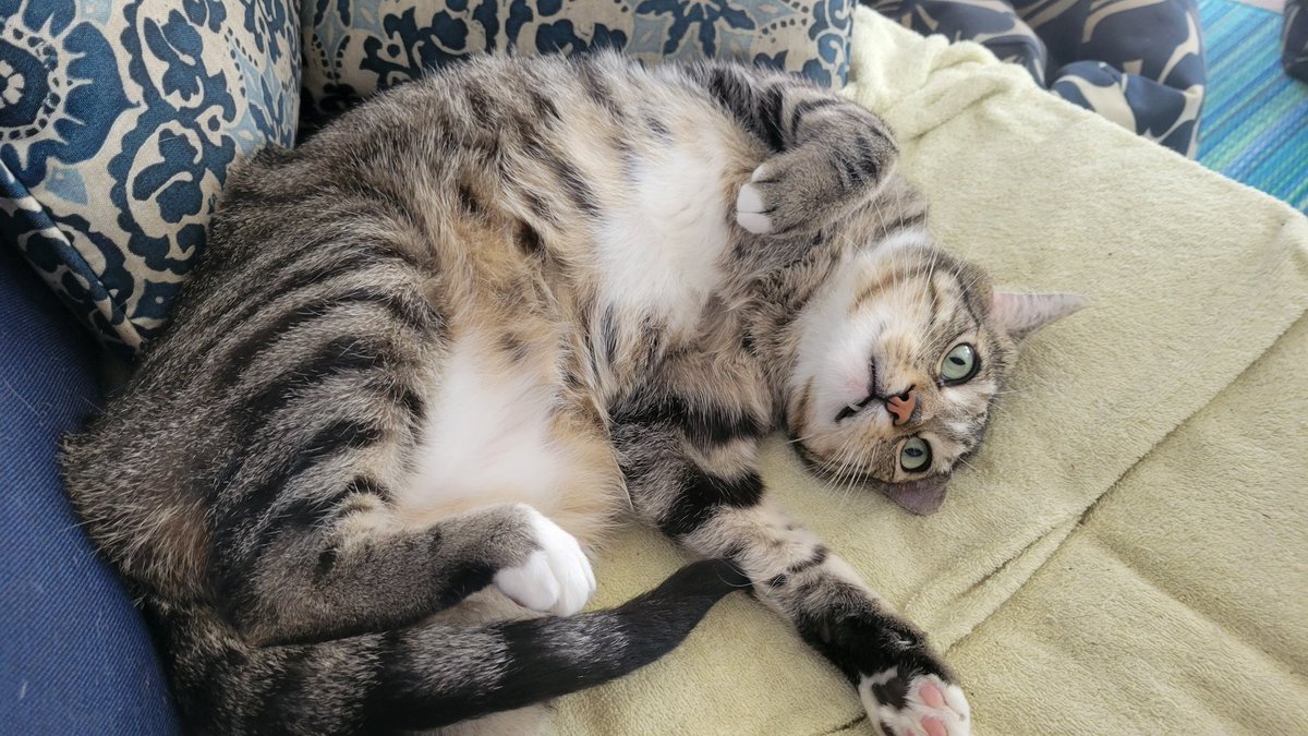 MCSR Cats tweet media