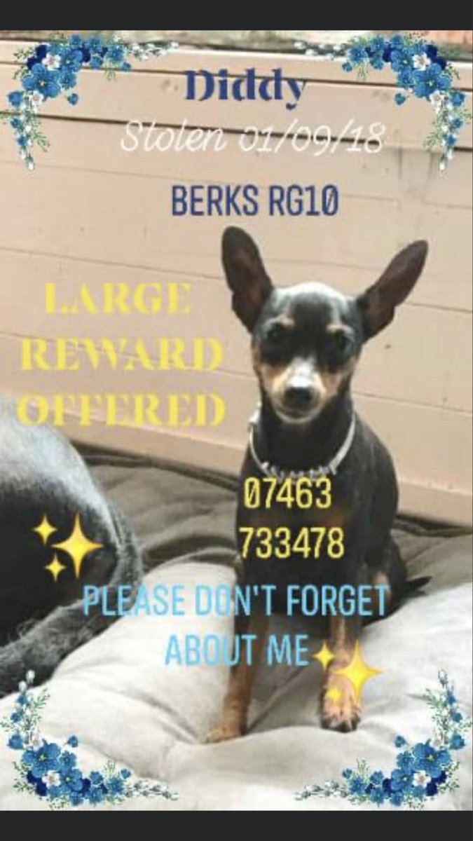 JacquiSaid's tweet photo. This was believed to be revenge theft . Well then we are all at risk . #Pettheftarmy . Donβt let them win . This has gone too far . Four years π #Stolen #DogsofTwittter #FindOurDiddy https://t.co/BvVPdEZirl