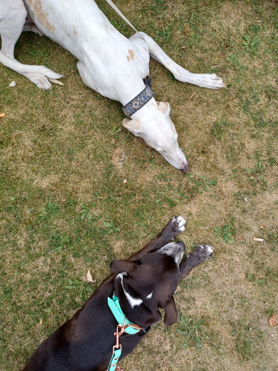 milesthestaffy's tweet photo. I do lubs ma pointy pals ๐
#pointydogs #doggypals #muttsandhounds #muttlife #greyhound #saluki #staffy #staffyoftheday #doglife #dogsofyorkshire https://t.co/SNH6jWaN7t