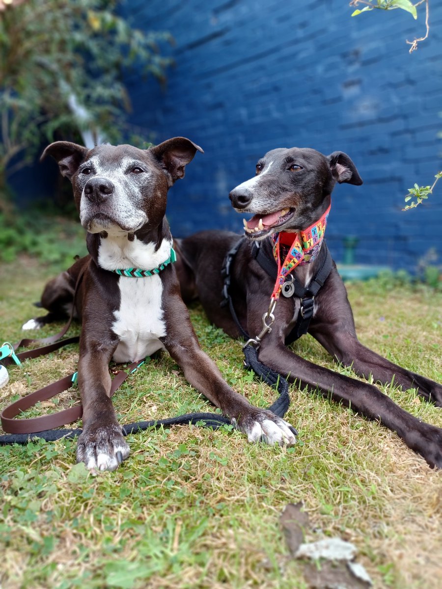 milesthestaffy's tweet photo. I do lubs ma pointy pals ๐
#pointydogs #doggypals #muttsandhounds #muttlife #greyhound #saluki #staffy #staffyoftheday #doglife #dogsofyorkshire https://t.co/SNH6jWaN7t