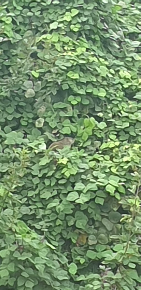 duplicationcube's tweet photo. Ummm I just saw a "groundhog" in a tree. Should I call the fire department? https://t.co/TxqfykGuZJ