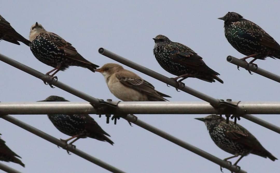 Thank you to <a href="/sophiedorman33/">Sophie Dorman</a>  for the heads up on the juvenile Rose Coloured Starling. We were fortunate to see it for a couple of minutes this afternoon before it flew off. <a href="/SurreyBirdNews/">SurreyBirdClubNews</a>