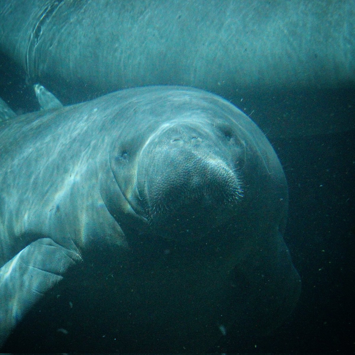 LillieDeans's tweet photo. #internationalmanateeday #floatypotato #photography @ZooTampa https://t.co/LxwtB3dH2l