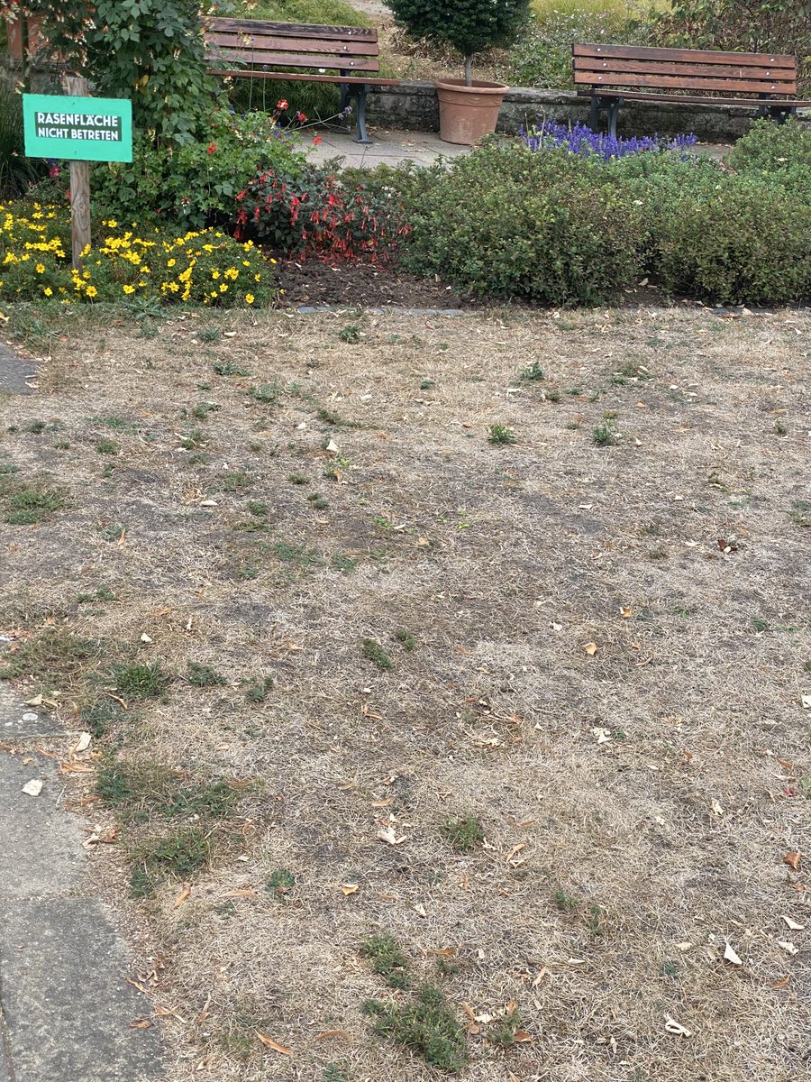 jutta_ditfurth's tweet photo. Welche Rasenfläche?
#Bethmannpark #Frankfurt
(Bibesch: Foto zeigt Schild „Rasenfläche nicht betreten“. Aber es gibt keinen Rasen mehr alles vertrocknet) https://t.co/s5oRpiMcbm