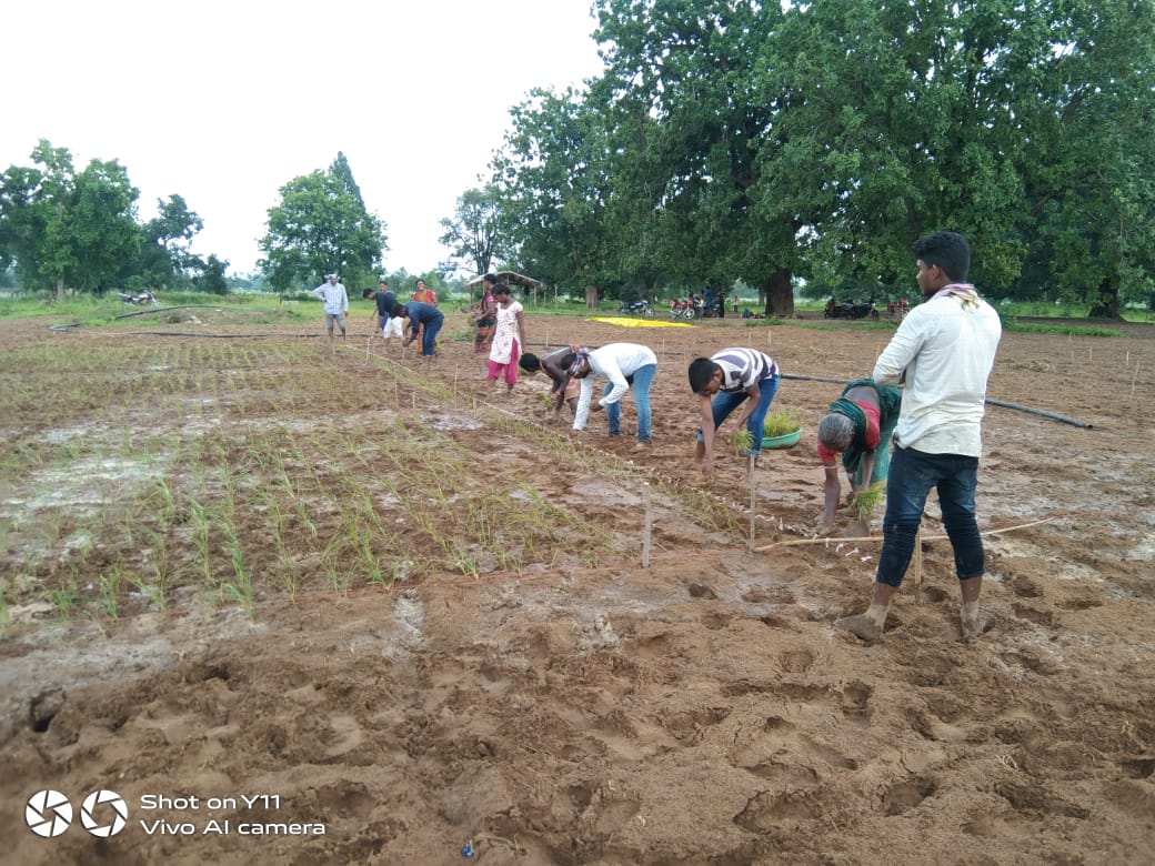 cdaoboudh's tweet photo. PVT Trial in Kantamal Block under OMM @krushibibhag @MilletsOdisha https://t.co/TVw2vsSSbu