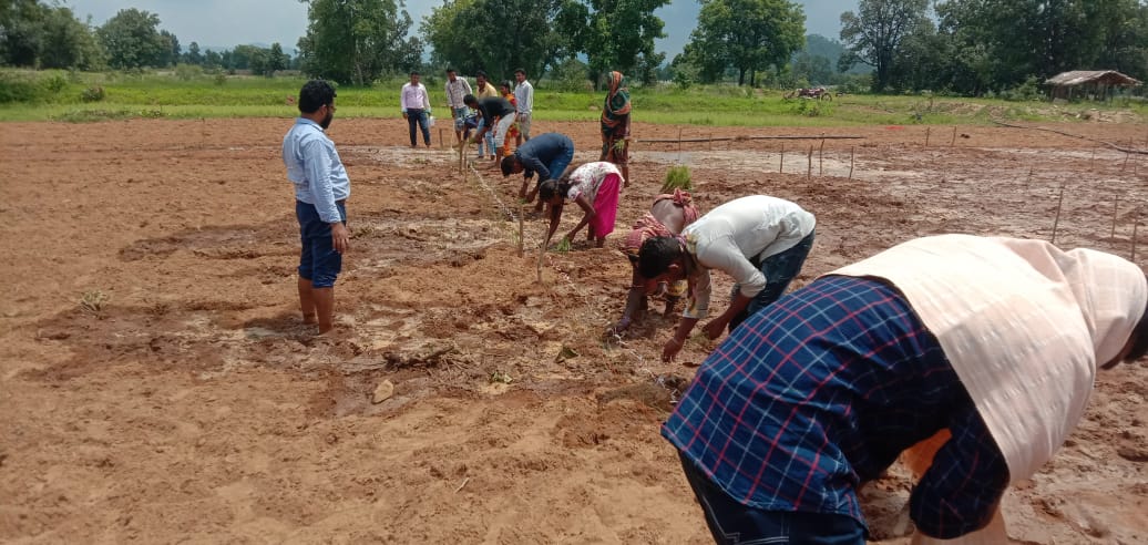 cdaoboudh's tweet photo. PVT Trial in Kantamal Block under OMM @krushibibhag @MilletsOdisha https://t.co/TVw2vsSSbu