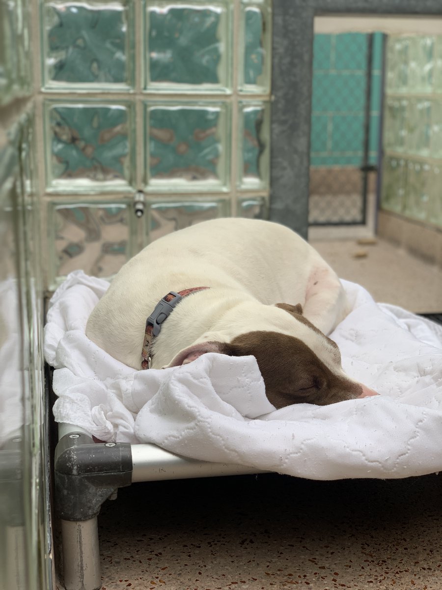 Another day, another sad photo of Rosie. This morning, while all the other dogs were barking, Rosie was snoozing away. Was she depressed? Is she tired of being here? Rosie has been with us for over a year. Let’s find her a #furever home. #AdoptDontShop