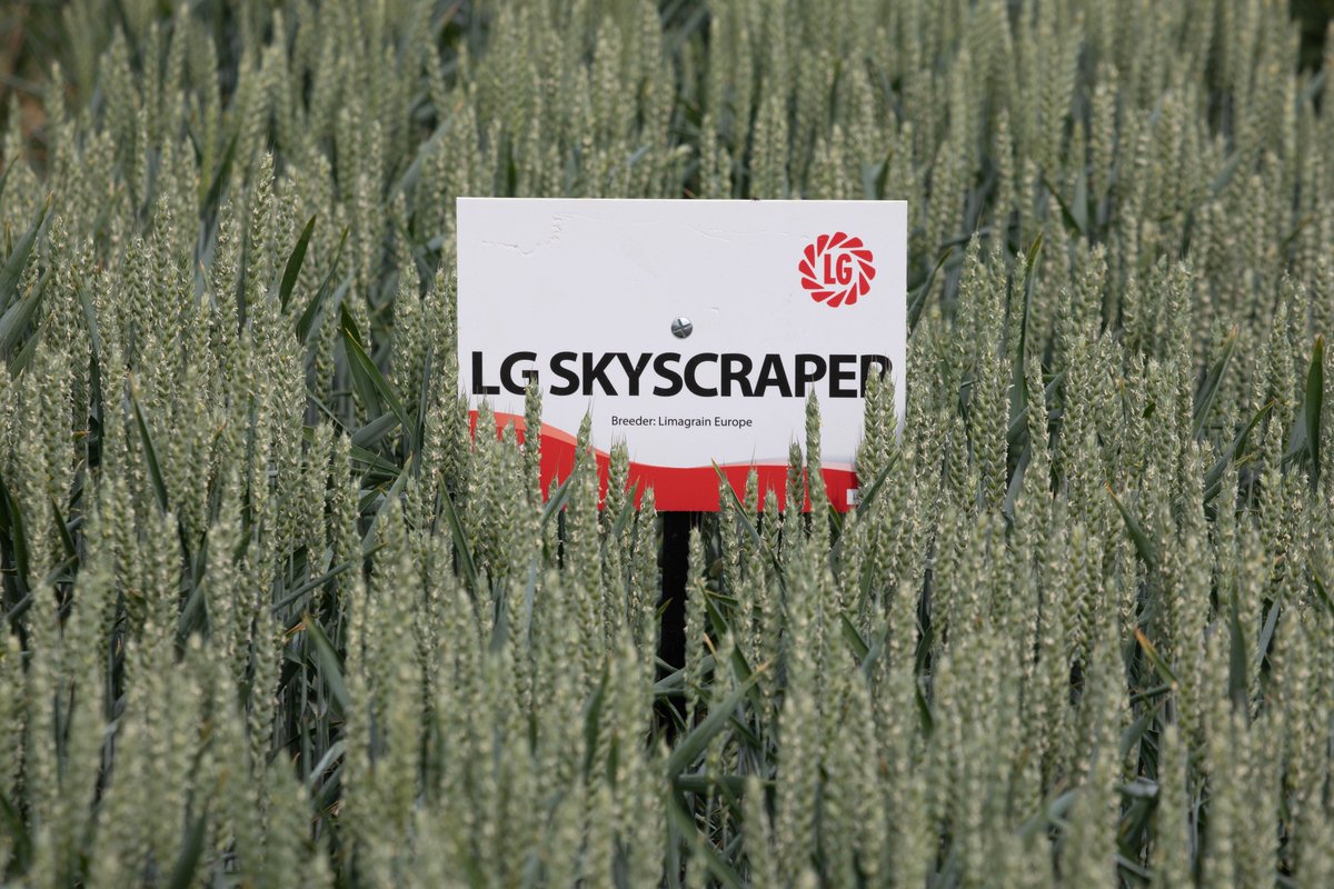 ADMAgriculture's tweet photo. Consistently #high #yielding over a number of years @LGSeedsUK #Skyscraper offers a fantastic performance on #farm as well as an additional premium opportunity for #grain. Contact the #ADMAgriculture #seed team or your #farm #trader for more information. https://t.co/SMZKMixSFP