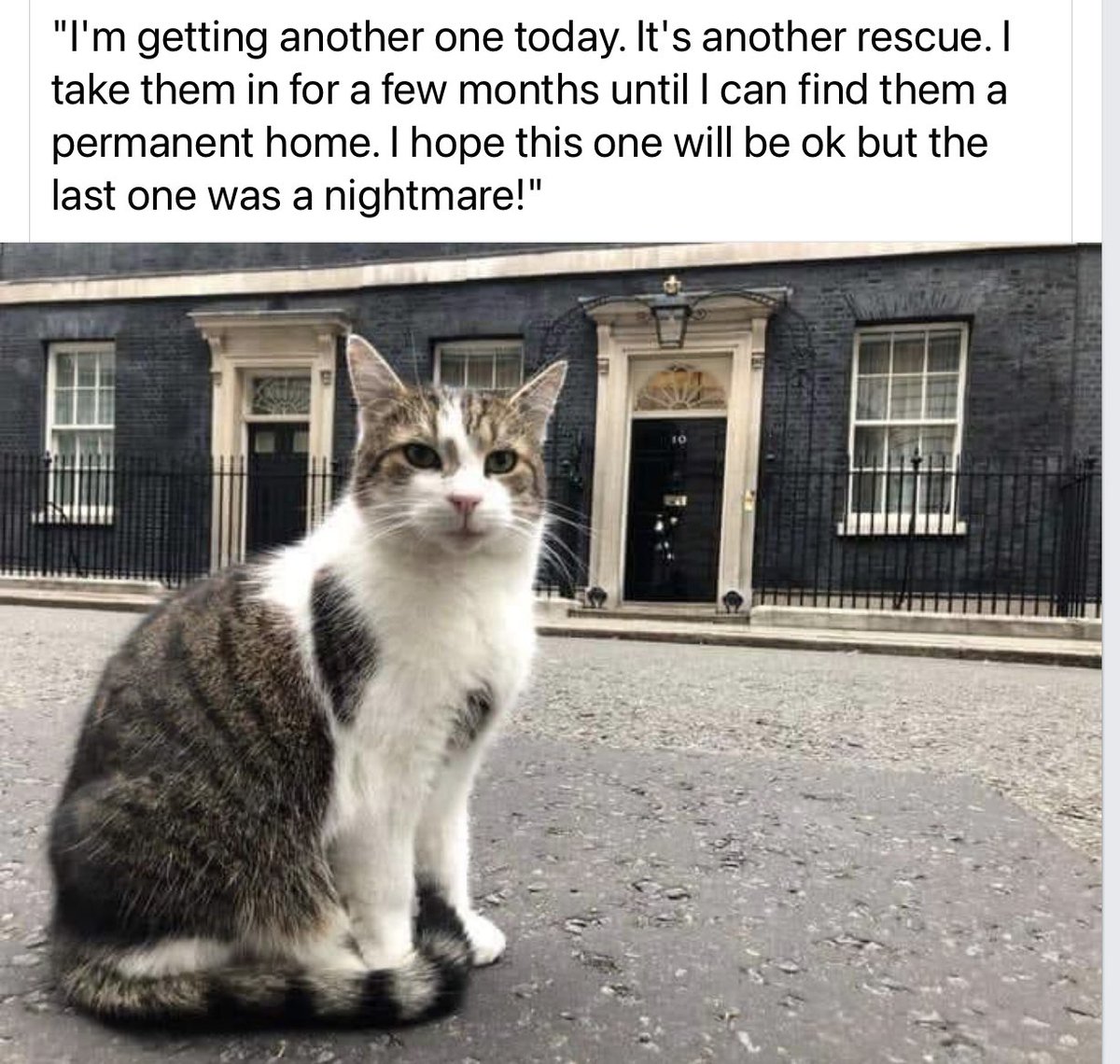 Tuttlebees's tweet image. 