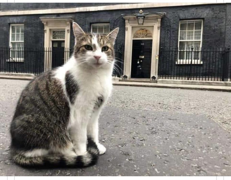 Danielle_Beck_'s tweet photo. Missed me talking about #LarryTheCat to Tony @bbc5live  catch it here! Not sure how I got reptiles in there but a downing street gecko or small python would be awesome ! #NoOffenceLarry #ReptilesForDowningStreet #downingstreet 
 https://t.co/CgEjd9XbCD https://t.co/JEQEvS8dcO