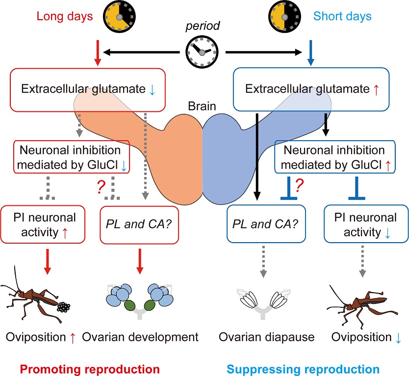PLOSBiology's tweet photo. A study of #BeanBugs reveals that brain glutamate dynamics change in response to #ClockGene expression, and that the #glutamate dynamics mediate #photoperiodic responses in #reproductive phenotypes & activity of oviposition-promoting neurons #PLOSBiology https://t.co/RFwqFzZ0fZ https://t.co/Fdz4z6kXGs