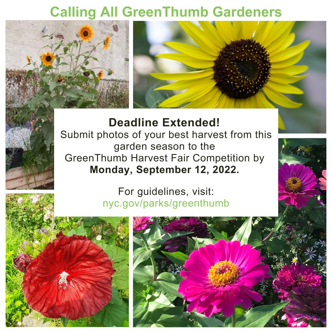 GreenThumb #communitygardeners, submit photos of the best flowers, vegetables, fruits, and herbs that you've grown this garden season to the 2022 #GTHarvestFair Competition by Monday, September 12th! For details and guidelines, visit: on.nyc.gov/3cvAbH5 
#NYC #nycparks