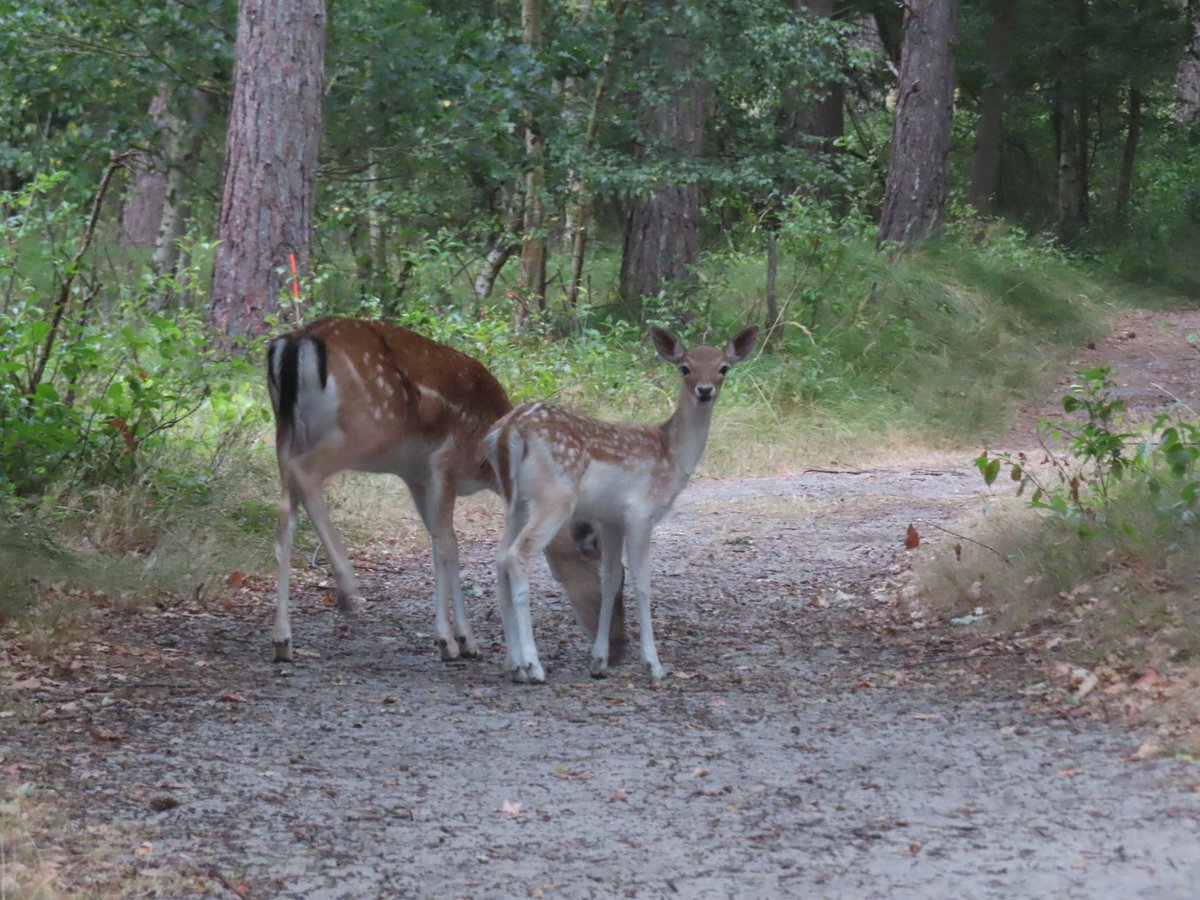 Zaterdag 10 september kunt u weer met de boswachter mee door de Boswachterij Westerschouwen en de Meeuwenduinen. Damherten zullen we wel zien, misschien ook de eerste tekenen van de bronst? Aanmelden via de site van Staatsbosbeheer.