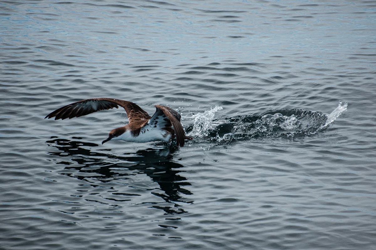 acciosuki's tweet image. Harbor Seal, Black-Backed Gull, Great Shearwater

Cape Cod, MA.

#harborseal #seal #blackbackedgull #gull #greatshearwater #birds #birding #birdwatching #capecod #massachusetts