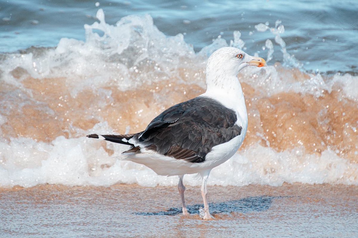 acciosuki's tweet image. Harbor Seal, Black-Backed Gull, Great Shearwater

Cape Cod, MA.

#harborseal #seal #blackbackedgull #gull #greatshearwater #birds #birding #birdwatching #capecod #massachusetts