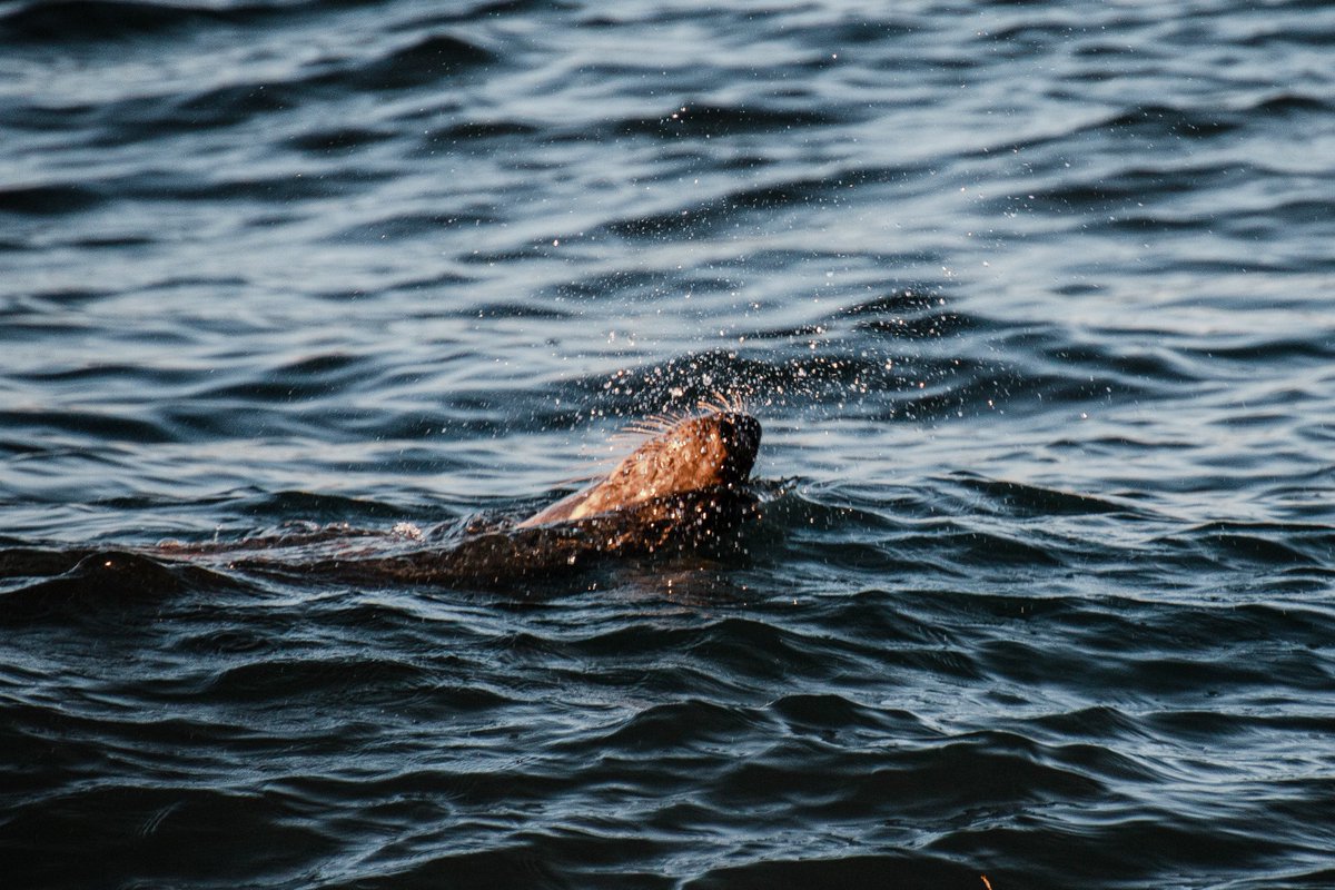 acciosuki's tweet image. Harbor Seal, Black-Backed Gull, Great Shearwater

Cape Cod, MA.

#harborseal #seal #blackbackedgull #gull #greatshearwater #birds #birding #birdwatching #capecod #massachusetts