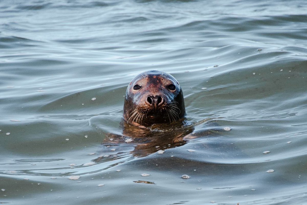acciosuki's tweet image. Harbor Seal, Black-Backed Gull, Great Shearwater

Cape Cod, MA.

#harborseal #seal #blackbackedgull #gull #greatshearwater #birds #birding #birdwatching #capecod #massachusetts