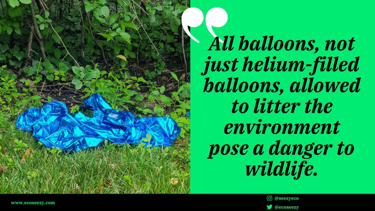 EcoSeezy's tweet photo. Balloons are 1 of the top 3 threats to marine wildlife who mistake balloon litter for food. Once ingested balloons cause blockages in the digestive system from which they will likely die. This is common in seabirds, turtles, platypuses but also terrestrial animals like cattle. https://t.co/adbGd5M25Y